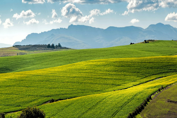 Rolling hills used for agricultural purposes